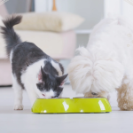 ‎Decoding Dog Bowls: Materials, Sizes, and Features