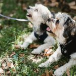 Leashes vs. Harnesses: Which is Better for Your Pet?