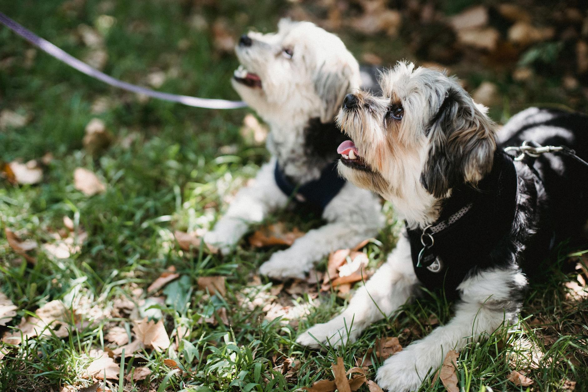 little dogs lying together outside